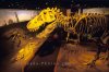 dinosaur-skeleton_433.jpg