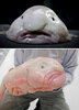 Blobfish.jpg