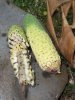 450px-Monstera_deliciosa_ripen_fruit_01.jpg