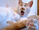 yawning cat.jpg