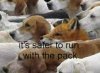 run with pack.jpg