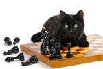 A-black-cat-who-has-knocked-over-chess-pieces.jpg.optimal.jpg