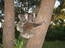 Koalas IMG_3824.JPG