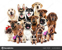 sitphotos_147439097-stock-photo-group-of-cute-dogs.jpg