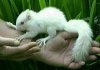 albino_squirrel.jpg