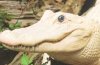 albino alligator.jpg