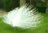 albino_peacock.jpg