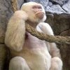 albino gorilla.jpg