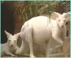 albino kangaroo.jpg