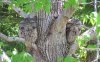 tawny frogmouth.jpg