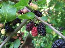 2017-05-29_14_12_27_Red_Mulberry_fruit_along_Kinross_Circle_in_the_Chantilly_Highland_section_...jpg