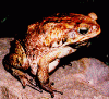 bufo.gif