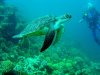 50. Egypt - Dahab - Hawksbill Turtle.jpg