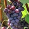 Black Muscat Grape.JPG