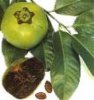 Black Sapote.jpg