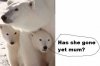 polar bears2.jpg