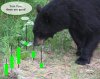 bear eating green pips1.JPG