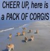 corgis.jpg