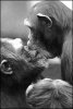 _39439342_chimpkiss203300.jpg