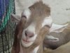 smiling goat.jpg