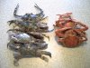 crabs 003.jpg