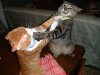 cats_fighting.jpg