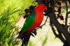 King Parrot_20081215_206_asf.jpg