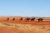 Roebourne Raceday.JPG