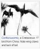 confuciusornis.jpg