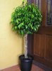 ficus%20benjamina%20033.preview.jpg