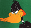 Daffy Not this black duck.gif