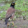 Common_Myna2_Dabb.jpg