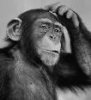 monkey_scratching_head-106x116.jpg