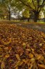 Autumn leaves.jpg