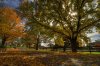 Autumn driveway.jpg