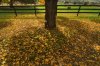 Autumn leaves tree trunk.jpg