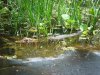 Amazonian Caiman cropped.jpg