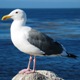 gull.png