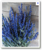 blue salvia.png