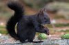 blacksquirrel.jpg