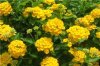 lantana%20hybrid%20sterile%20yellow9_sml.jpg