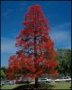 flame_tree_2.jpg