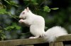 albino squirrel.jpg