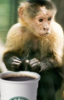 capuchin-o.png