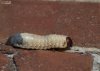 DSC_3370-sugar-cane-grub.jpg