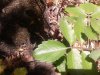 mother of millions closeup of leaves.jpg