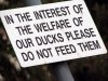 Do_not_feed_our_ducks_-_geograph_org_uk_-_942538.jpg