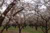 BLOOMING ORCHARDS.jpg