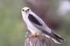 Black-shouldered_Kite_Sandy_Hollow.jpg