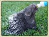 african-porcupine-baby.jpg